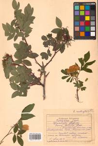 Rosa davurica Pall., Siberia, Russian Far East (S6) (Russia)