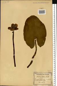 Nuphar lutea (L.) Sm., Eastern Europe, North Ukrainian region (E11) (Ukraine)