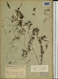 Ranunculus trichophyllus Chaix, Siberia, Baikal & Transbaikal region (S4) (Russia)