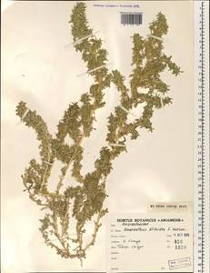 Amaranthus blitoides S. Watson, South Asia, South Asia (Asia outside ex-Soviet states and Mongolia) (ASIA) (Iran)
