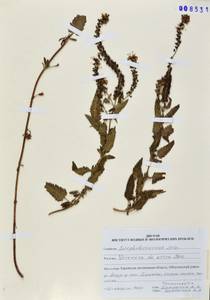 Veronica daurica Steven, Siberia, Russian Far East (S6) (Russia)
