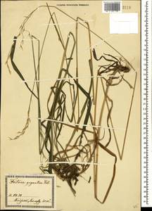 Lolium giganteum (L.) Darbysh., Caucasus, Georgia (K4) (Georgia)