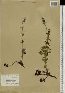 Nepeta multifida L., Siberia, Baikal & Transbaikal region (S4) (Russia)