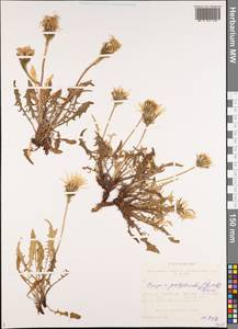 Crepis chrysantha subsp. chrysantha, Siberia, Altai & Sayany Mountains (S2) (Russia)