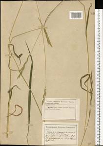 Brachypodium pinnatum (L.) P.Beauv., Eastern Europe, Central region (E4) (Russia)