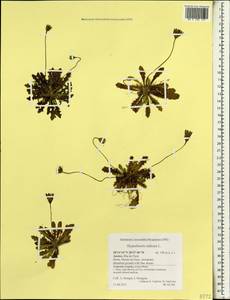 Hypochaeris radicata L., Africa (AFR) (Portugal)