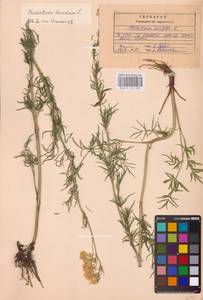 Thalictrum lucidum L., Eastern Europe, Central region (E4) (Russia)