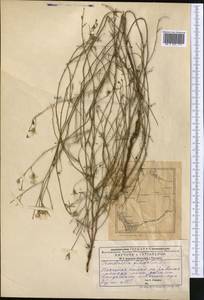 Chondrilla brevirostris Fisch. & C. A. Mey., Middle Asia, Caspian Ustyurt & Northern Aralia (M8) (Kazakhstan)