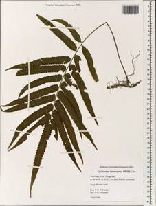 Cyclosorus interruptus (Willd.) H. Itô, South Asia, South Asia (Asia outside ex-Soviet states and Mongolia) (ASIA) (Vietnam)