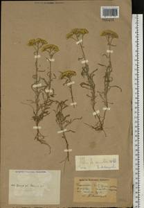 Achillea micrantha Willd., Middle Asia, Caspian Ustyurt & Northern Aralia (M8) (Kazakhstan)