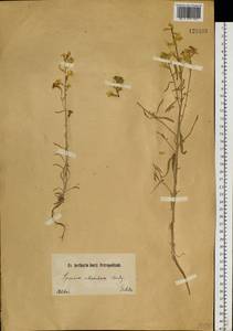 Erysimum siliculosum (M.Bieb.) DC., Siberia, Altai & Sayany Mountains (S2) (Russia)
