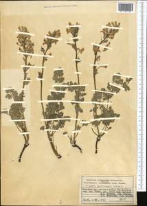 Corydalis gortschakovii Schrenk, Middle Asia, Pamir & Pamiro-Alai (M2) (Kyrgyzstan)