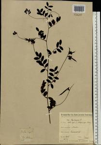 Lathyrus niger (L.)Bernh., Eastern Europe, Moscow region (E4a) (Russia)
