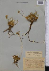Rosularia platyphylla (Schrenk) A. Berger, Middle Asia, Northern & Central Tian Shan (M4) (Kyrgyzstan)