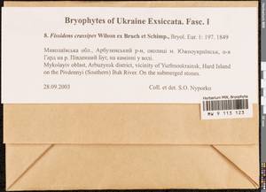 Fissidens crassipes Wilson ex Bruch & Schimp., Bryophytes, Bryophytes - Ukraine & Moldova (B3) (Ukraine)