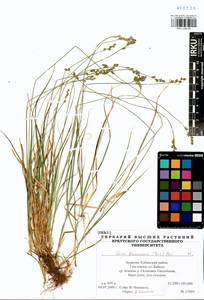 Carex brunnescens (Pers.) Poir., Siberia, Baikal & Transbaikal region (S4) (Russia)