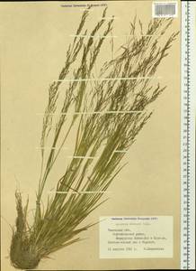 Agrostis clavata Trin., Siberia, Western Siberia (S1) (Russia)