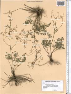 Thalictrum isopyroides C. A. Mey., Middle Asia, Kopet Dag, Badkhyz, Small & Great Balkhan (M1) (Turkmenistan)