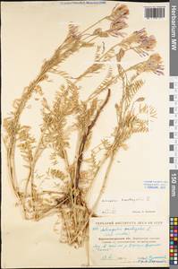 Astragalus onobrychis L., Eastern Europe, North Ukrainian region (E11) (Ukraine)