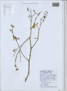 Zygophyllum fabago L., Caucasus, Krasnodar Krai & Adygea (K1a) (Russia)