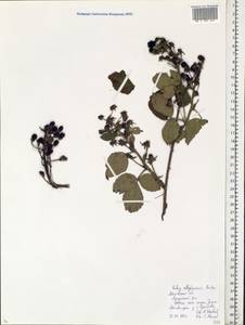 Rubus allegheniensis Porter, Eastern Europe, Moscow region (E4a) (Russia)