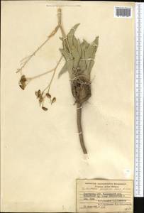 Lepidium pterocarpum (Botsch. & Vved.) Al-Shehbaz & Mumm., Middle Asia, Western Tian Shan & Karatau (M3) (Kyrgyzstan)