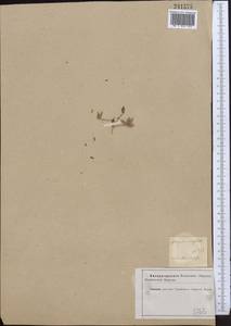 Astragalus oxyglottis Stev. ex M. Bieb., Middle Asia, Caspian Ustyurt & Northern Aralia (M8) (Kazakhstan)
