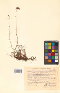 Saxifraga bronchialis L., Siberia, Russian Far East (S6) (Russia)