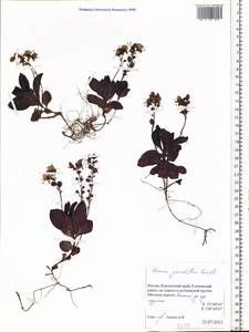 Veronica grandiflora Gaertn., Siberia, Chukotka & Kamchatka (S7) (Russia)