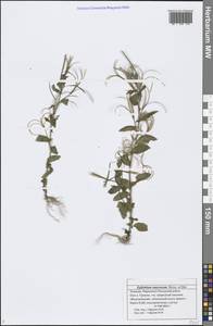 Epilobium roseum subsp. subsessile (Boiss.) P. H. Raven, Eastern Europe, Middle Volga region (E8) (Russia)