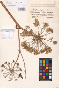 Angelica archangelica L., Eastern Europe, Central forest-and-steppe region (E6) (Russia)