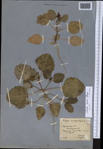 Atriplex moneta Bunge ex Boiss., Middle Asia, Karakum (M6) (Turkmenistan)