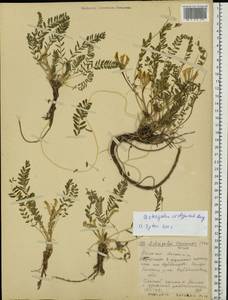 Astragalus buchtormensis Pall., Eastern Europe, Middle Volga region (E8) (Russia)