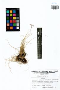 Festuca ovina L., Siberia, Baikal & Transbaikal region (S4) (Russia)