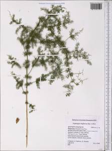 Asparagus neglectus Kar. & Kir., Middle Asia, Northern & Central Tian Shan (M4) (Kyrgyzstan)
