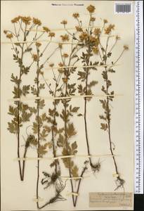 Tanacetum partheniifolium (Willd.) Sch. Bip., Middle Asia, Northern & Central Tian Shan (M4) (Kazakhstan)