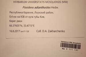 MW 9 111 137, Fissidens adianthoides Hedw., Bryophytes, Bryophytes - Karelia, Leningrad & Murmansk Oblasts (B4) (Russia)