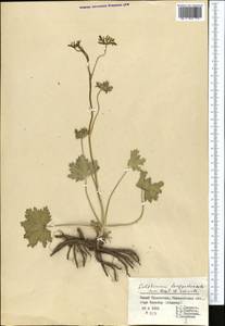 Delphinium longipedunculatum Regel & Schmalh., Middle Asia, Syr-Darian deserts & Kyzylkum (M7) (Kazakhstan)