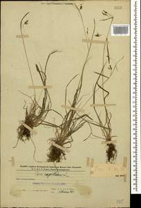 Carex capillaris L., Caucasus, Azerbaijan (K6) (Azerbaijan)