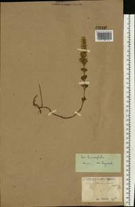 Dracocephalum thymiflorum L., Eastern Europe, North Ukrainian region (E11) (Ukraine)