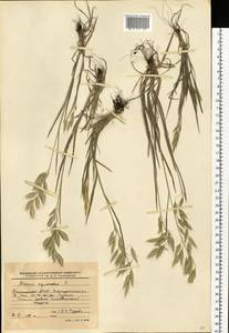 Bromus squarrosus L., Eastern Europe, Eastern region (E10) (Russia)