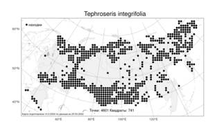 Tephroseris integrifolia (L.) Holub, Atlas of the Russian Flora (FLORUS) (Russia)