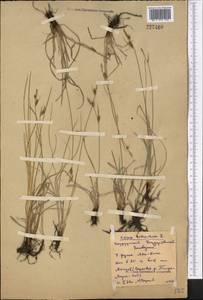 Carex tomentosa L., Middle Asia, Northern & Central Kazakhstan (M10) (Kazakhstan)