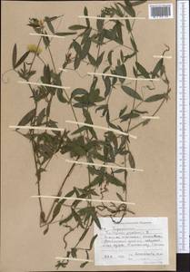 Lathyrus pratensis L., Middle Asia, Western Tian Shan & Karatau (M3) (Kyrgyzstan)