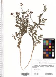 Turgenia latifolia (L.) Hoffm., Eastern Europe, Middle Volga region (E8) (Russia)