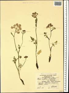 Carum meifolium (M. Bieb.) Boiss., Caucasus, South Ossetia (K4b) (South Ossetia)