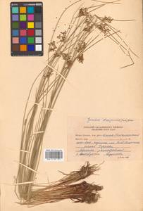 Juncus decipiens (Buchenau) Nakai, Siberia, Russian Far East (S6) (Russia)
