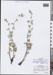 Potentilla argentea L., Eastern Europe, Middle Volga region (E8) (Russia)