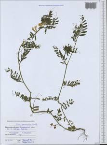 Vicia pannonica Crantz, Caucasus, Black Sea Shore (from Novorossiysk to Adler) (K3) (Russia)