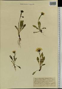 Crepis chrysantha (Ledeb.) Turcz., Siberia, Altai & Sayany Mountains (S2) (Russia)